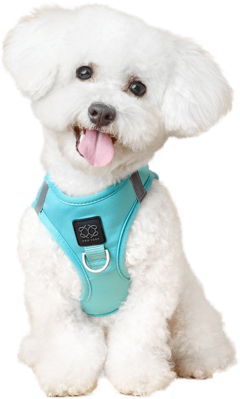 Bichon in a SoHo harness