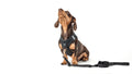 Best No-Pull Dog Harnesses for Strong Walkers: Wagsley's Picks - Wuforia