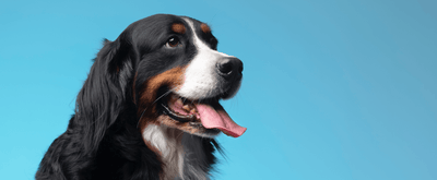 What is Wuforia? (Not Euphoria— It's a State of Happy!) - Wuforia