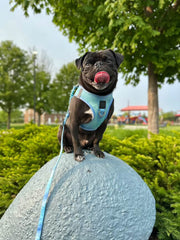 3 - in - 1 City Hands - free Adjustable Dog Leash - Ocean – Dog Leashes by Dogistry