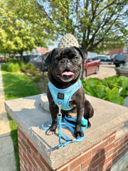 3 - in - 1 City Hands - free Adjustable Dog Leash - Ocean – Dog Leashes by Dogistry