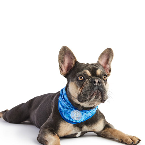 ICE BAND - Cooling Dog Bandana - Blue