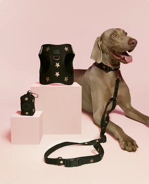 ME-DOG-CATEGORY-HOME-1.png
