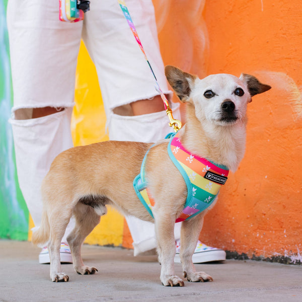 Final EDIT: Reversible Dog Harness - Rainbow Bad to the Bone