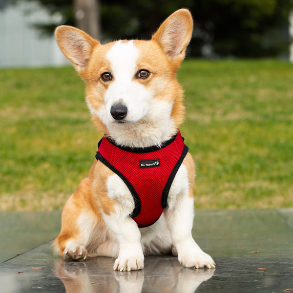 Mr. Peanut's PupTrek Small Dog Soft Mesh Step In Harness