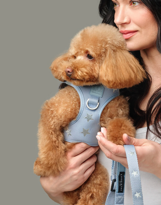 Designer for Dogs