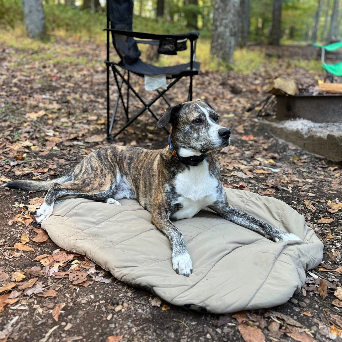 Bed 'n a Bag Travel Dog Bed – Dog Outdoor & Travel Gear by Carolina Pet Co.