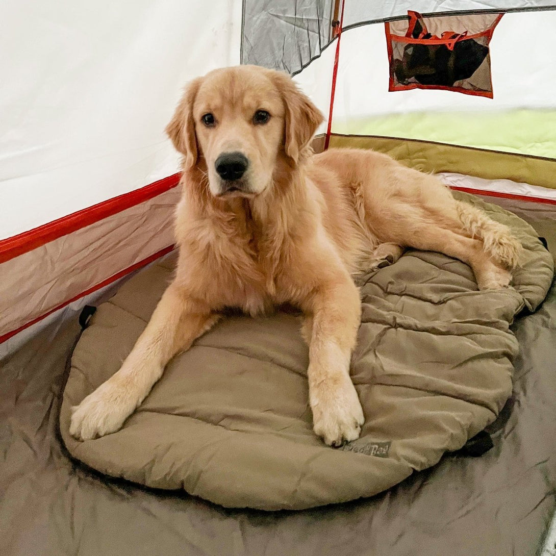 Bed 'n a Bag Travel Dog Bed – Dog Outdoor & Travel Gear by Carolina Pet Co.