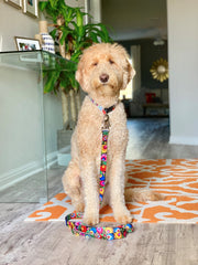 Blackbird Dog Collar and Leash – Bundles by LuckyLoveDog