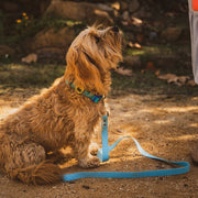 Body Glove Waterproof Dog Leash – Dog Leashes by Body Glove