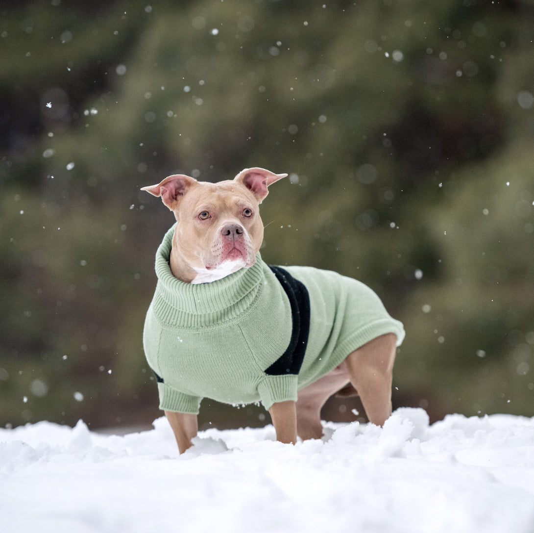 Catalyst Colorblock Dog Sweater – Sweaters & Hoodies by GF Pet.us