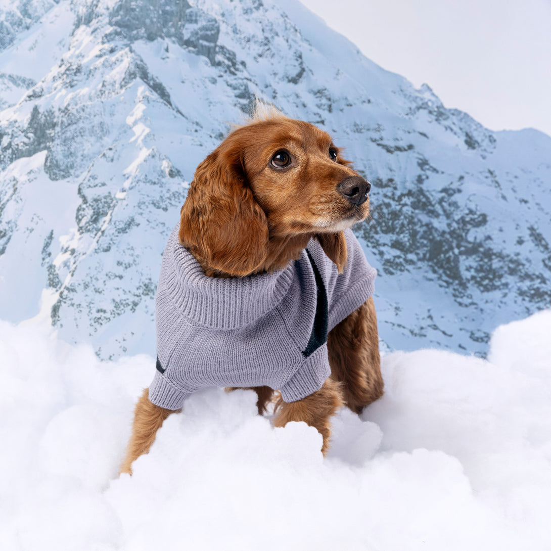 Catalyst Colorblock Dog Sweater – Sweaters & Hoodies by GF Pet.us
