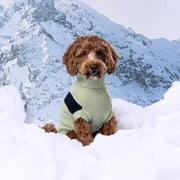 Catalyst Colorblock Dog Sweater – Sweaters & Hoodies by GF Pet.us