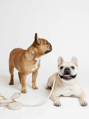 City Walk Dog Leash Kit – Dog Leashes by Pupwell