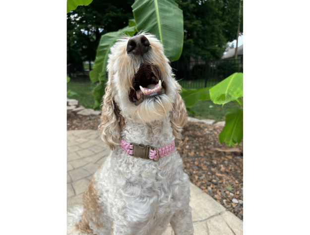 Cobra Braid in Pink & White Stripes - Handmade Dog Collar – Dog Collars by Pawsh Pup Co.