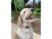 Cobra Braid in Pink & White Stripes - Handmade Dog Collar – Dog Collars by Pawsh Pup Co.