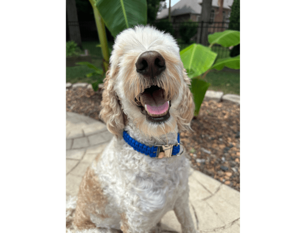 Cobra Braid in Royal Blue - Handmade Dog Collar – Dog Collars by Pawsh Pup Co.
