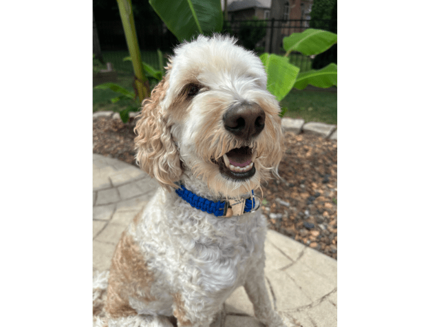 Cobra Braid in Royal Blue - Handmade Dog Collar – Dog Collars by Pawsh Pup Co.