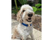 Cobra Braid in Royal Blue - Handmade Dog Collar – Dog Collars by Pawsh Pup Co.