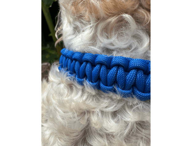 Cobra Braid in Royal Blue - Handmade Dog Collar – Dog Collars by Pawsh Pup Co.