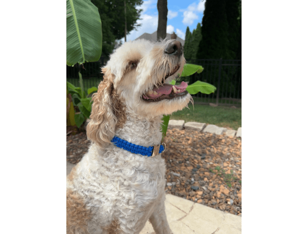 Cobra Braid in Royal Blue - Handmade Dog Collar – Dog Collars by Pawsh Pup Co.