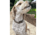 Cobra Braid in Tan - Handmade Dog Collar – Dog Collars by Pawsh Pup Co.