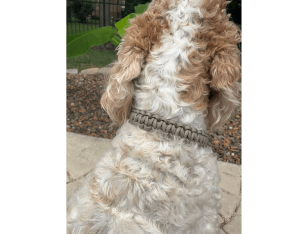 Cobra Braid in Tan - Handmade Dog Collar – Dog Collars by Pawsh Pup Co.