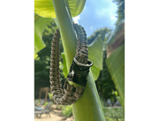 Cobra Braid in Tan - Handmade Dog Collar – Dog Collars by Pawsh Pup Co.