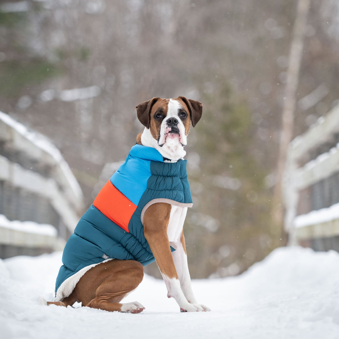 Color Block Dog Puffer Jacket – Jackets & Coats by GF Pet.us
