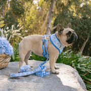 Comfort Dog Leash - Hydrangea – Dog Leashes by Frenchie Bulldog