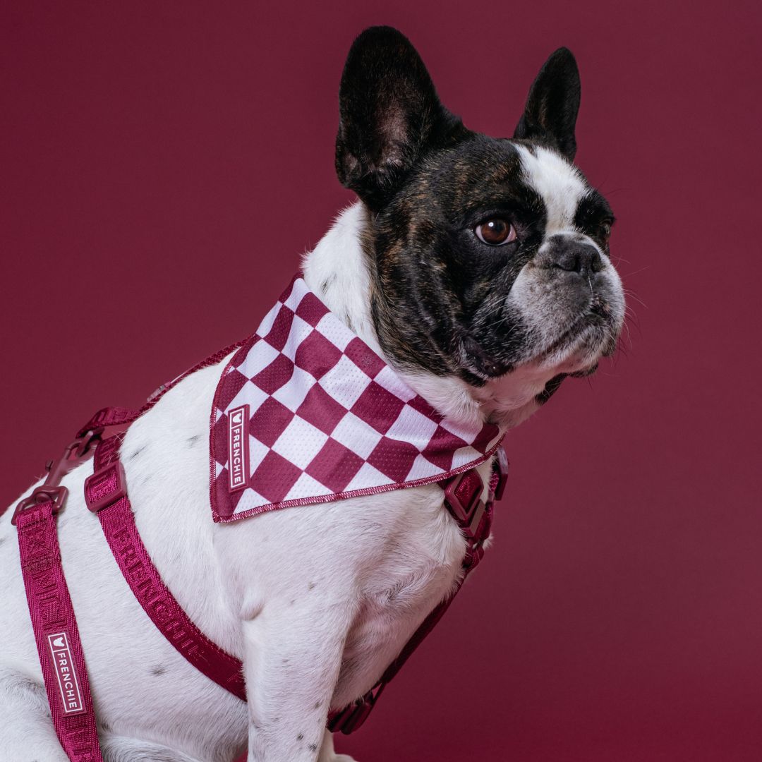 Cooling Dog Bandana - Ruby – Bandanas & Neckwear by Frenchie Bulldog