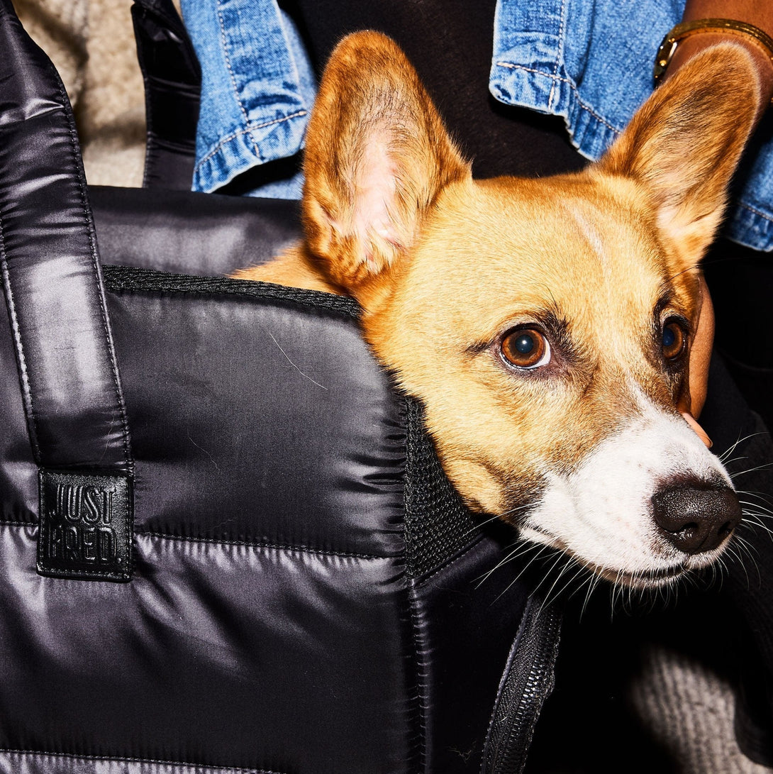 Destination Dog Carrier Tote Travel Bag - Limited Edition. – Pet Carriers by JUST FRED.