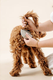 Detailer Dog Grooming Comb – Dog Brushes & Combing Tools by Pupwell