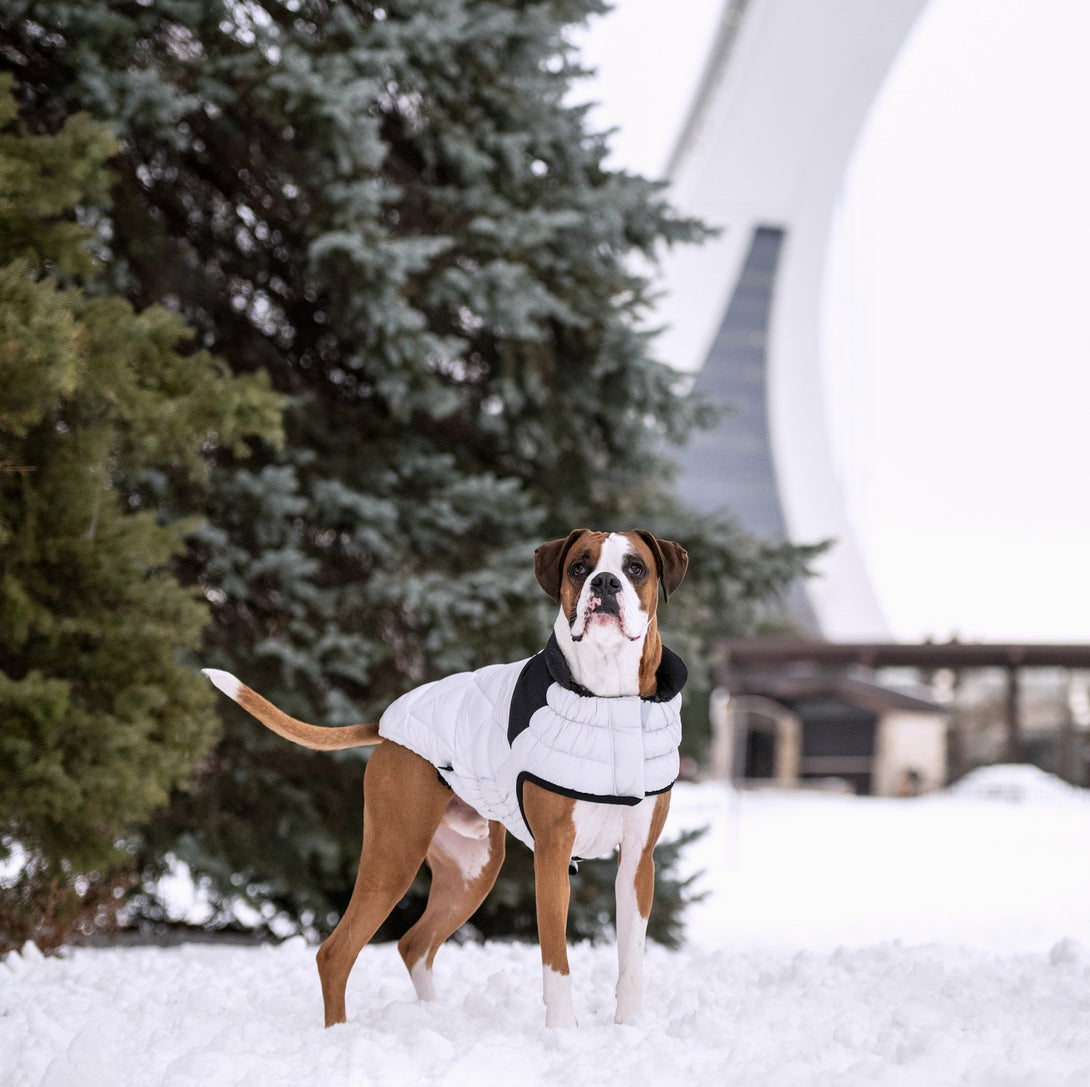 Diamond Dog Puffer Jacket – Jackets & Coats by GF Pet.us