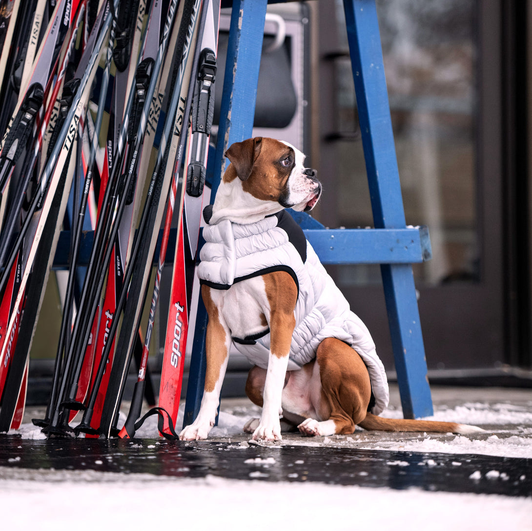 Diamond Dog Puffer Jacket – Jackets & Coats by GF Pet.us