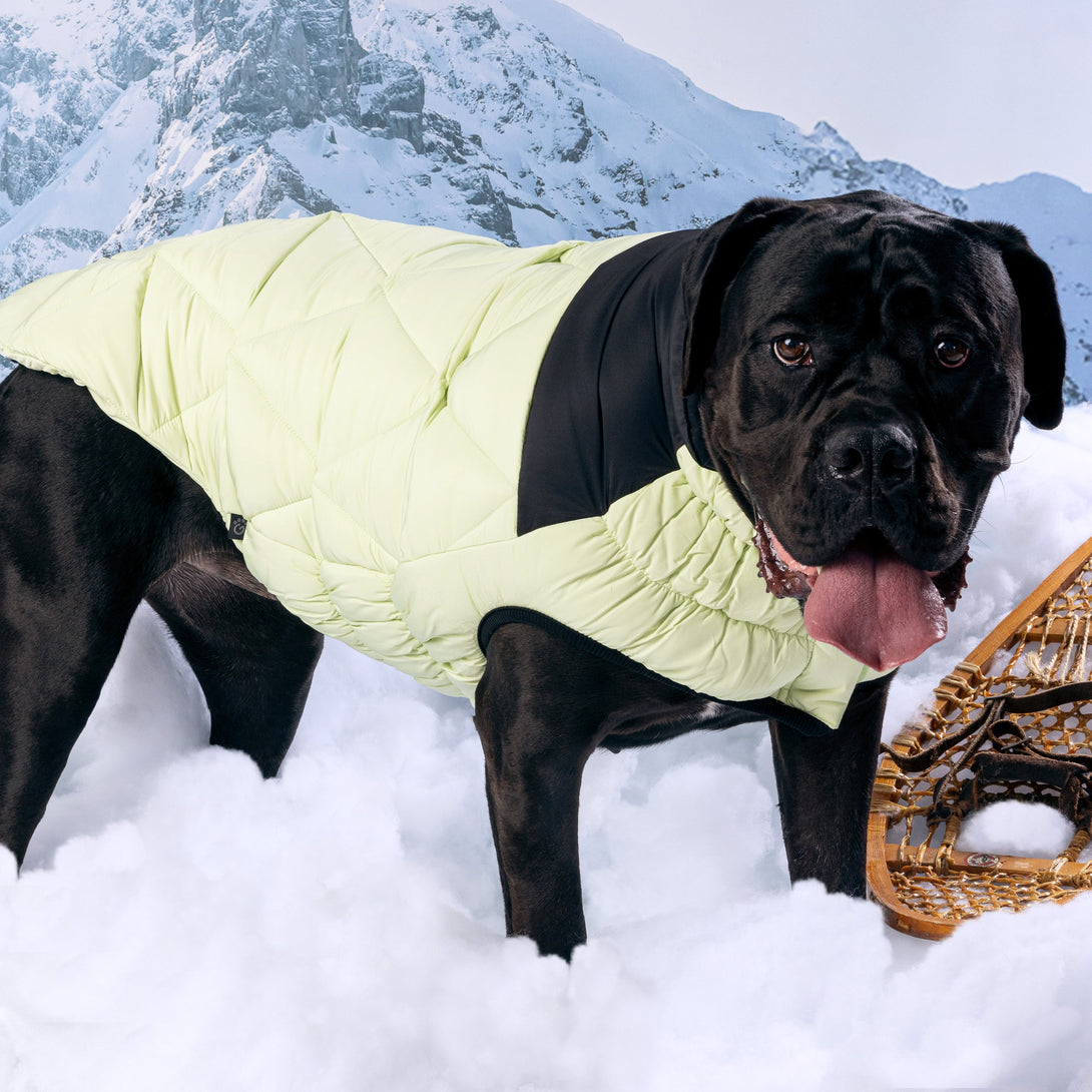 Diamond Dog Puffer Jacket – Jackets & Coats by GF Pet.us