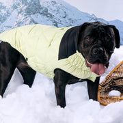 Diamond Dog Puffer Jacket – Jackets & Coats by GF Pet.us