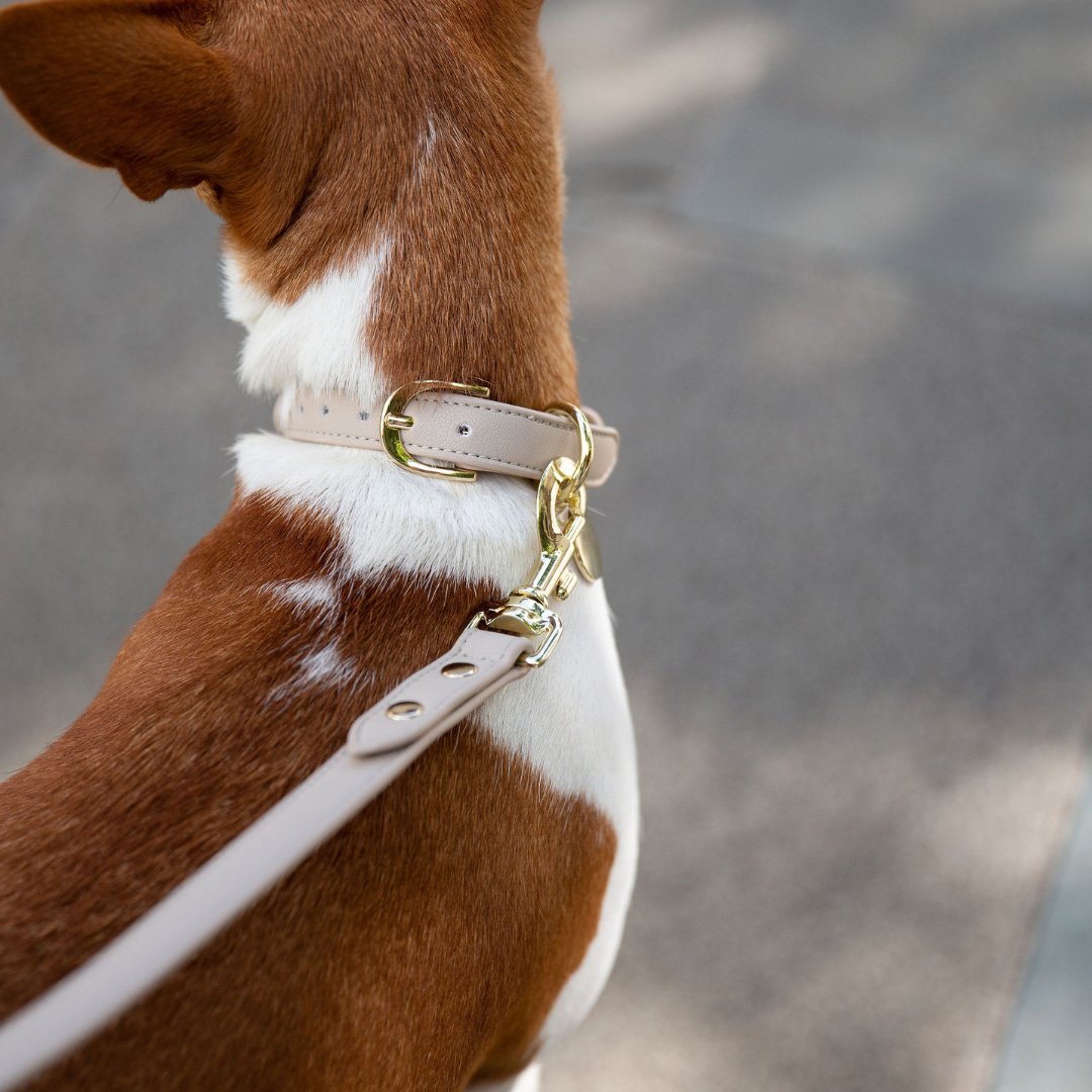 Dog Collar - Air Tag Enabled - Vegan Leather - Cupertino – Dog Collars by Nina Woof