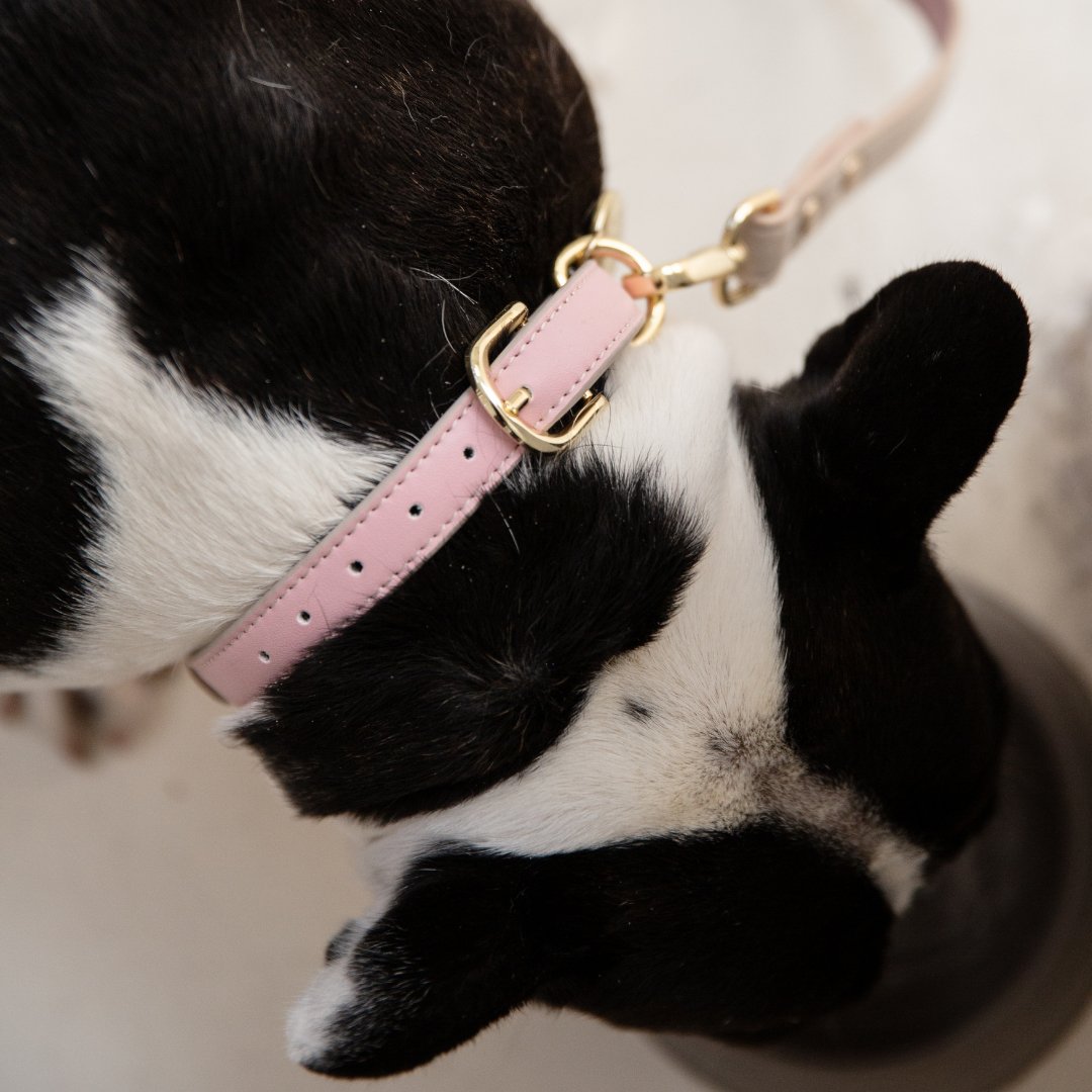 Dog Collar - Air Tag Enabled - Vegan Leather - Cupertino – Dog Collars by Nina Woof