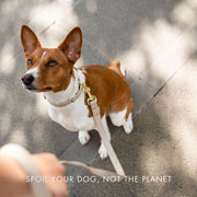Dog Collar - Air Tag Enabled - Vegan Leather - Cupertino – Dog Collars by Nina Woof