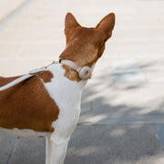 Dog Collar - Air Tag Enabled - Vegan Leather - Cupertino – Dog Collars by Nina Woof