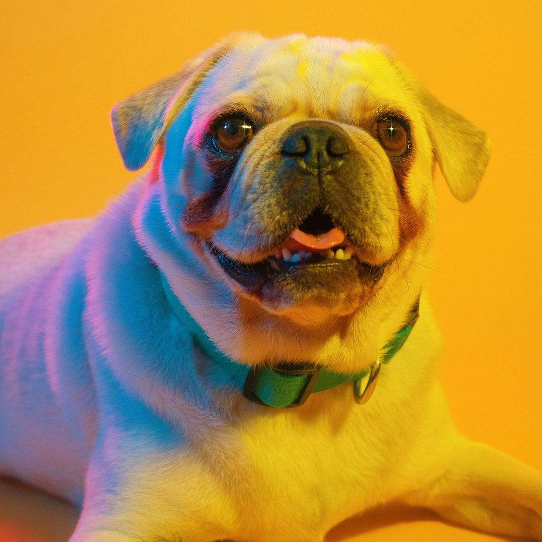 Dog Collar Kit. – Bundles by JUST FRED.