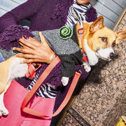 Dog Collar Kit. – Bundles by JUST FRED.