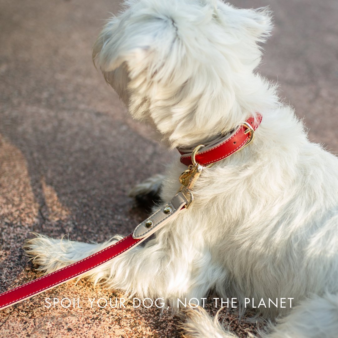 Dog Collar - Vegan Leather - Copenhagen – Dog Collars by Nina Woof