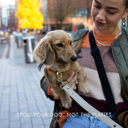 Dog Collar - Vegan Leather - Copenhagen – Dog Collars by Nina Woof