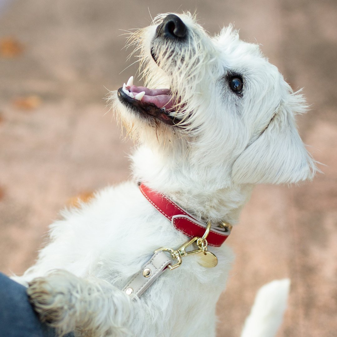 Dog Collar - Vegan Leather - Copenhagen – Dog Collars by Nina Woof