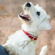 Dog Collar - Vegan Leather - Copenhagen – Dog Collars by Nina Woof