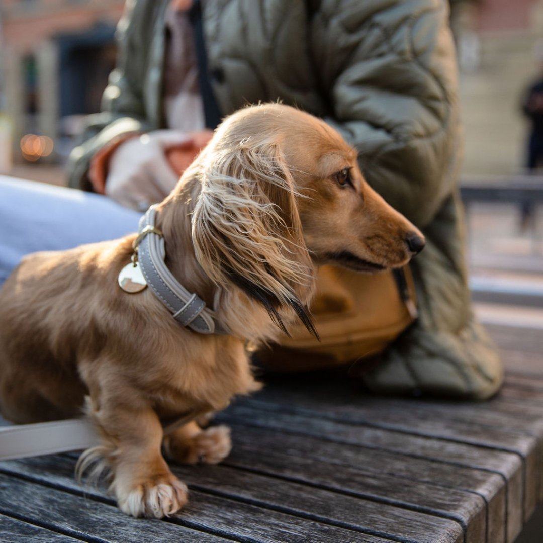 Dog Collar - Vegan Leather - London – Dog Collars by Nina Woof