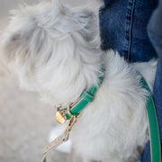 Dog Collar - Vegan Leather – Dog Collars by Nina Woof