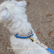 Dog Collar - Vegan Leather – Dog Collars by Nina Woof